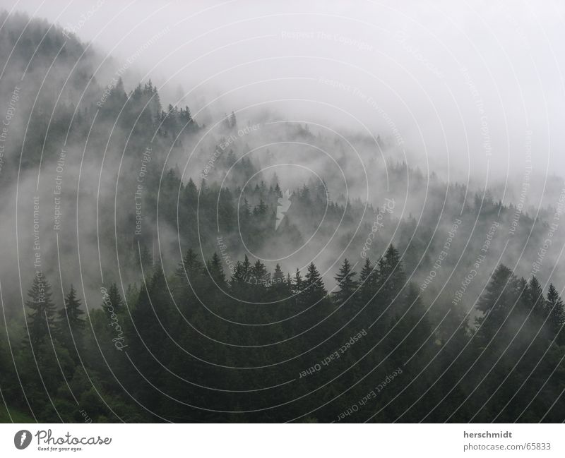 Dunkler Wald Nebel Baum dunkel Tanne Wolken Berge u. Gebirge gruselich