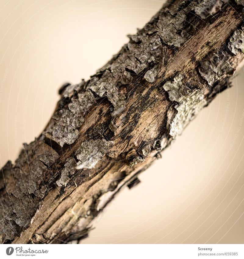Quergestellt Natur Baum Holz braun Umwelt Verfall Vergänglichkeit Baumrinde verwittert Ast quer Strukturen & Formen Farbfoto Detailaufnahme Menschenleer Tag