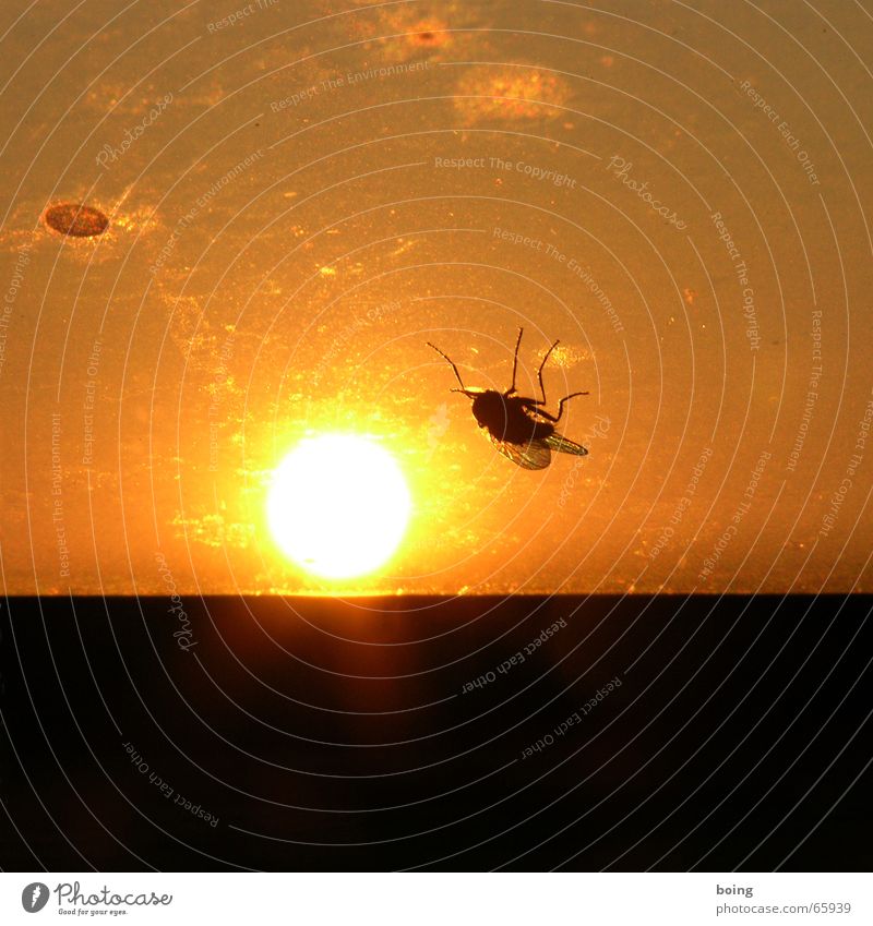 einfach mal die Sonne auf den Bauch brennen lassen Sonnenbank Sonnenbad Sonnenuntergang Kopfstand Fliege Insekt Duell Vergänglichkeit van-der-waals-kräfte