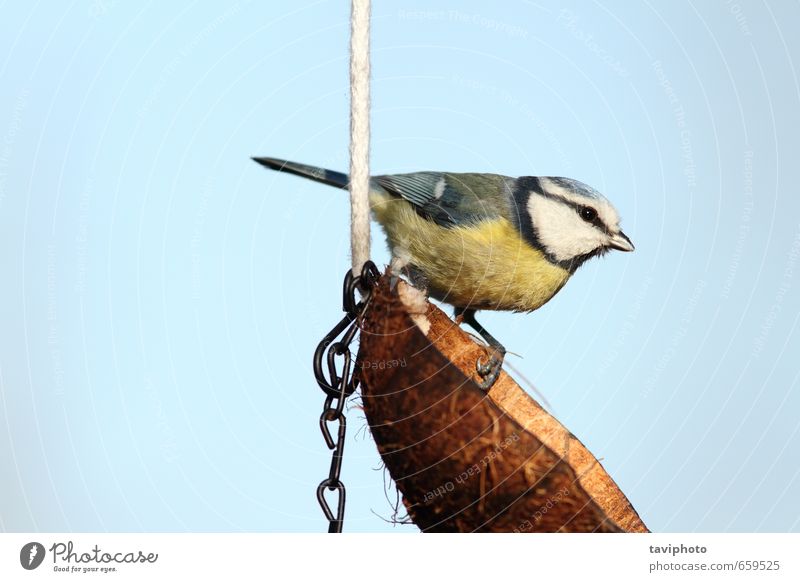 Blaumeise auf einem Schmalzfutterautomat schön Winter Garten Natur Tier Himmel Vogel füttern klein niedlich wild blau gelb weiß Farbe Titte Zuführung Kokosnuss