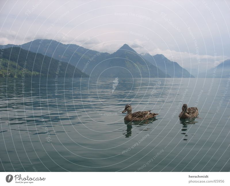 romantische Enten See Wolken schlechtes Wetter Reflexion & Spiegelung Schweiz Vierwaldstätter See Romantik Luft Wasser Berge u. Gebirge Liebe
