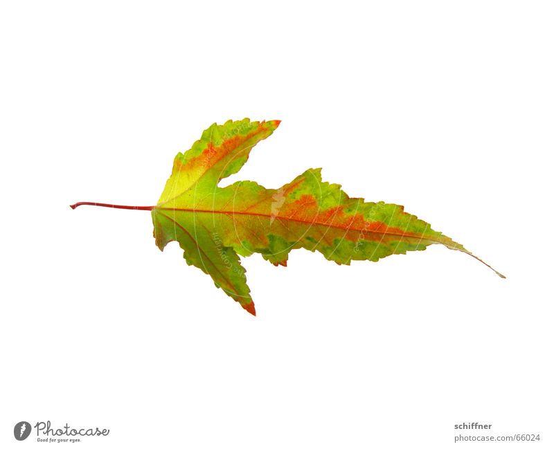 Herbstlaub VI mehrfarbig Freisteller Blatt gelb rot Indian Summer Reihe herbstlich Färbung leuchtende Farben Stengel einzeln Einsamkeit schön