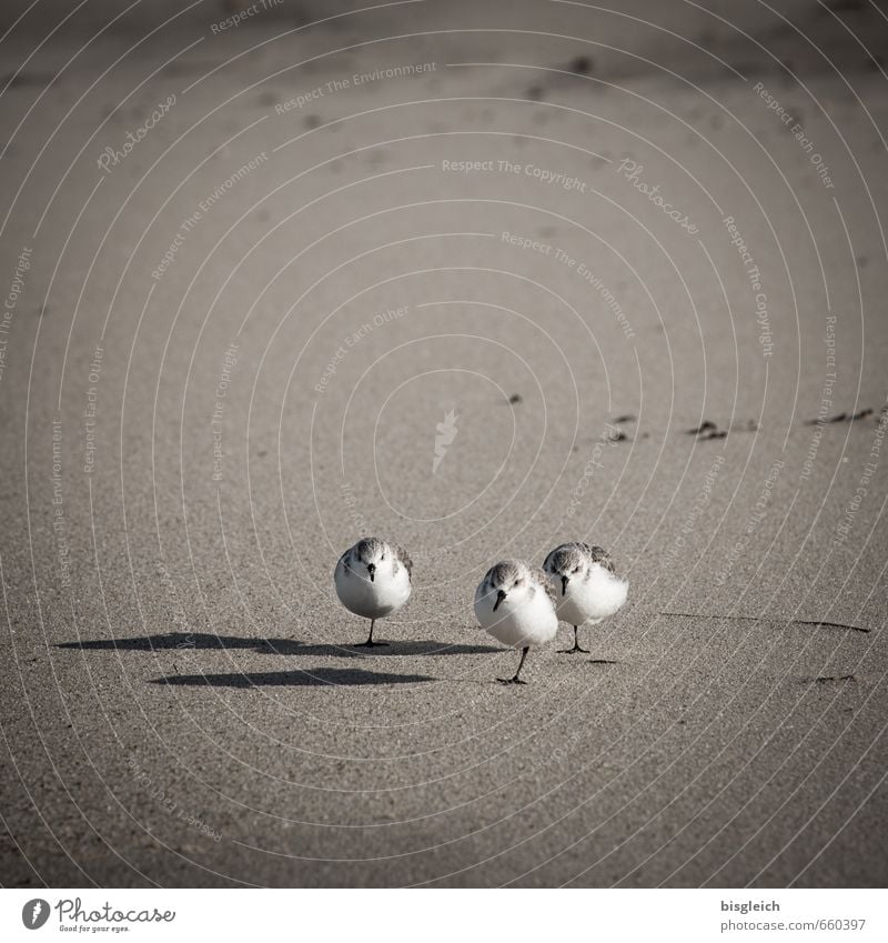Sylt XVIII Strand Nordsee Tier Vogel Möwe 3 Sand stehen klein braun grau weiß Farbfoto Gedeckte Farben Außenaufnahme Menschenleer Textfreiraum oben Tag