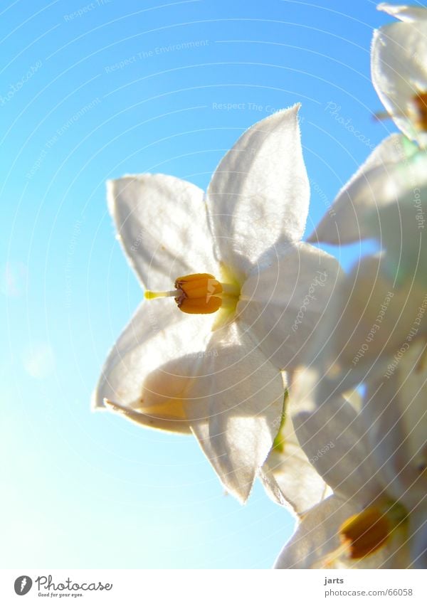 Reinweiß Blume Blüte Licht weiße blüte Stern (Symbol) Himmel Sonne blau Natur jarts