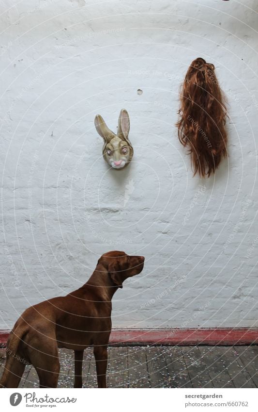 STUDIO TOUR | die qual der wahl. Tier Haustier Hund 1 lustig trashig braun weiß Neugier Irritation Maske Hase & Kaninchen Perücke Wand skurril hängen Ostern