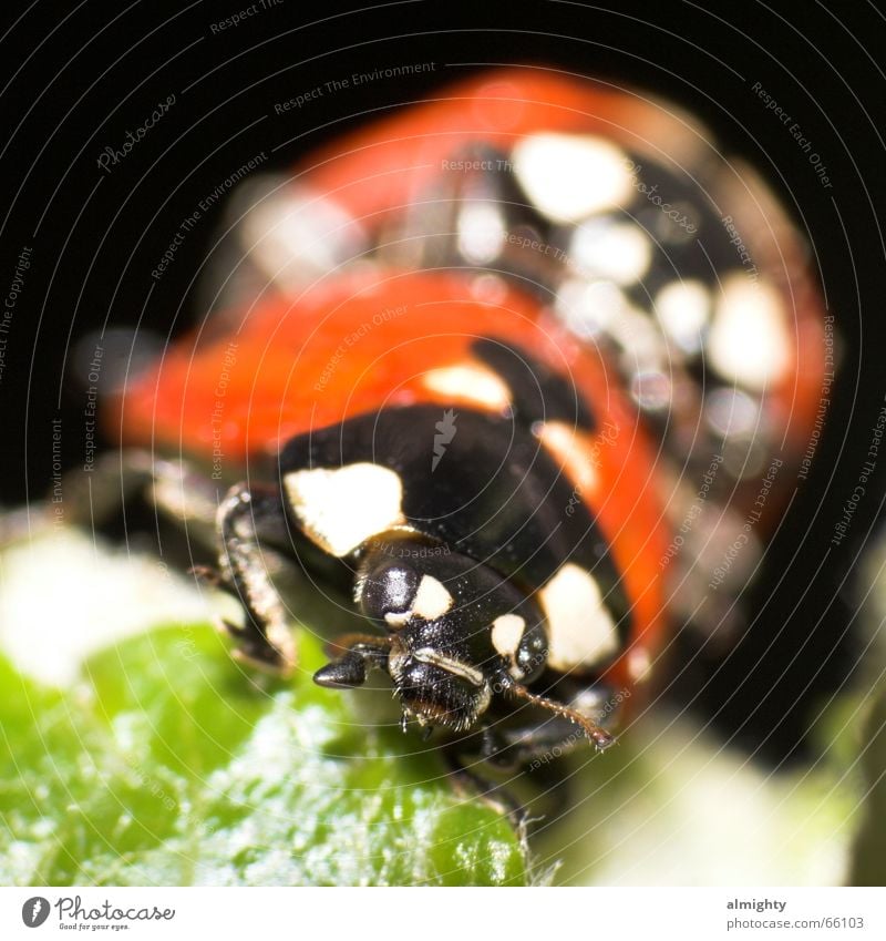 Stichprobe Insekt grün rot Käfer liebesspiel Makroaufnahme Nahaufnahme