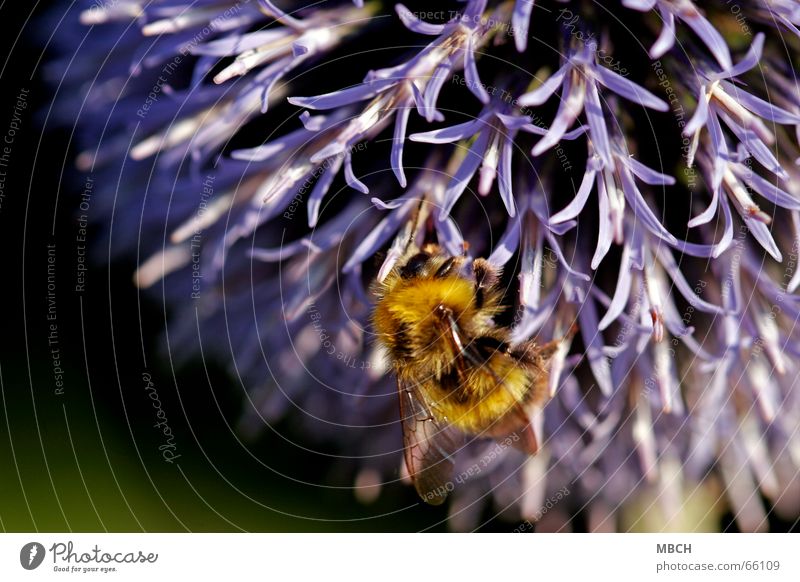 Sammeln Hummel Distel Blume Sammlung Staubfäden Blüte Beine Fühler Fell Muster gelb schwarz violett Nektar Flügel Auge