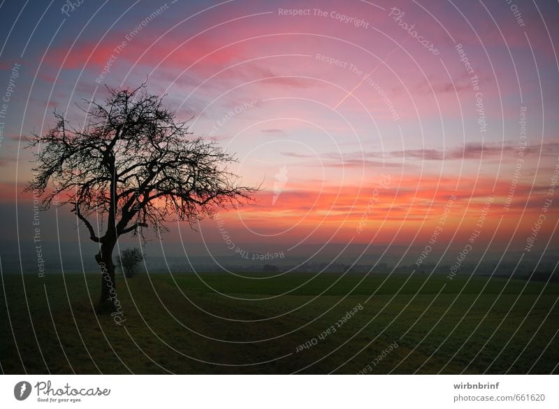 In der Dämmerung Umwelt Landschaft Wolken Sonnenaufgang Sonnenuntergang Herbst Baum Feld Menschenleer Wege & Pfade Erholung Unendlichkeit Gefühle ruhig Farbfoto