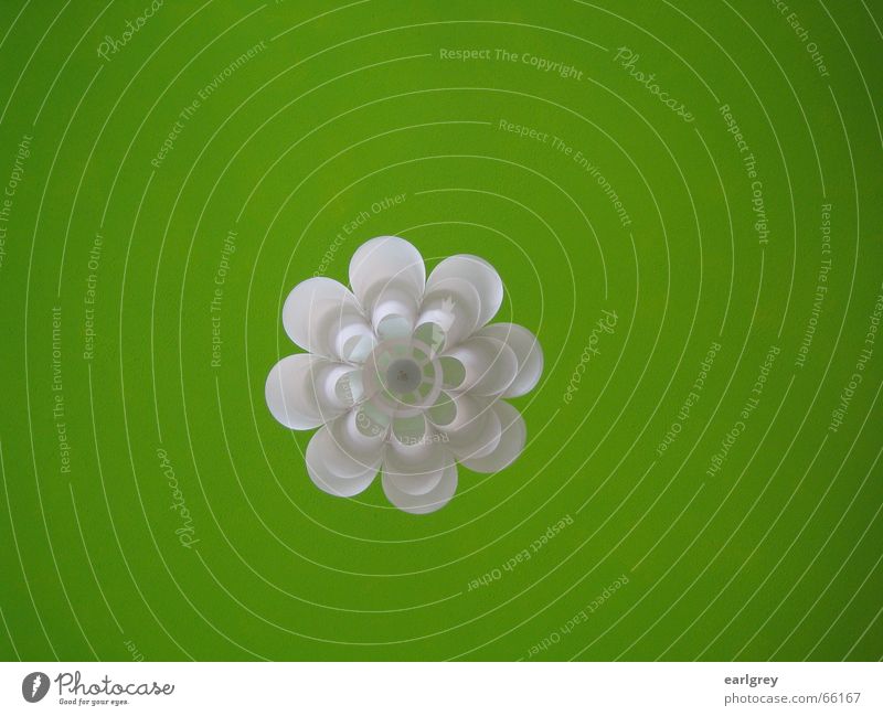 Hansen's Grün III grün Stil Raum weiß Design Lampe Pflanze abstrakt satt rein ikea modern Decke Schweden ausgewogenheit leuchten