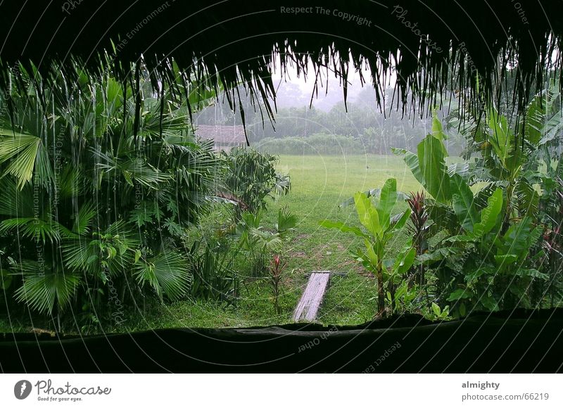Regenwald Urwald Südamerika grün volontär bananenpflanzen Bambusrohr Hütte