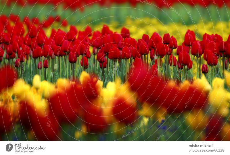 Schicht-Tulpen Blume Blüte Frühling rot gelb grün nah Ferne Unschärfe mehrfarbig Blühend blau