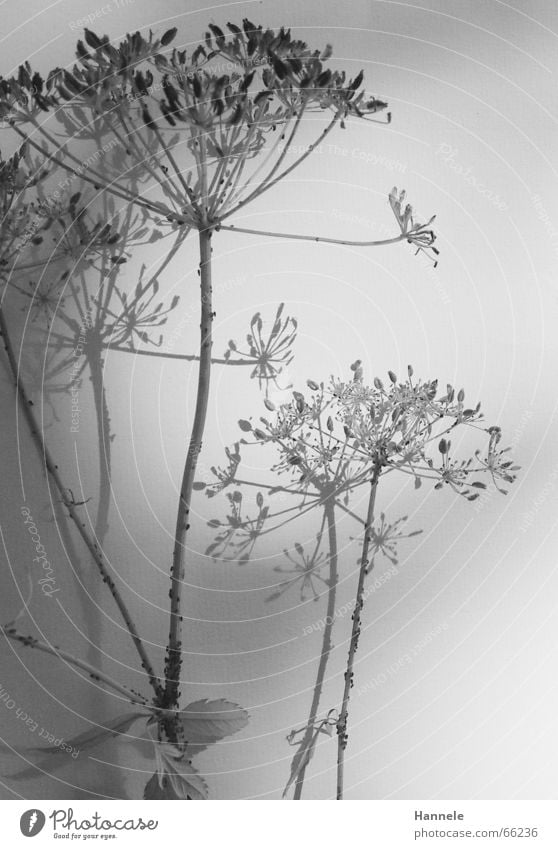 zerbrechlich Blume Pflanze Blüte Wiese Ameise schwarz weiß leicht filigran Leichtigkeit verblüht Garten Natur Schatten Schwarzweißfoto hell