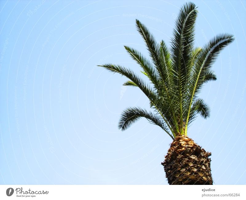 la.palma Palme grün Ferien & Urlaub & Reisen Pompei Italien Baum Natur Himmel Baumkrone