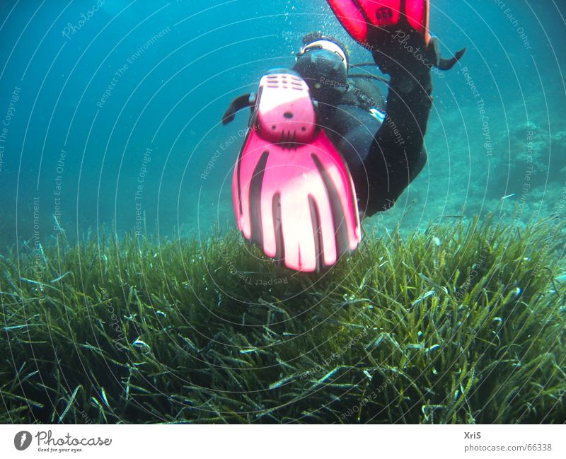 Mallorca - Party Unterwasser 4 tauchen Taucher Tauchgerät Luftblase Algen grün rot diver diving Unterwasseraufnahme underwater buddy bubbles Schwimmhilfe fins