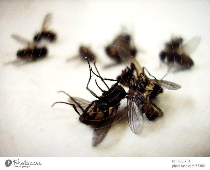 Friedhof der Nervensägen Insekt schlagen Krematorium stabile seitenlage fliegen flogen Tod ein an der klatsche fliegenklatsche massensterben nervensägen böse