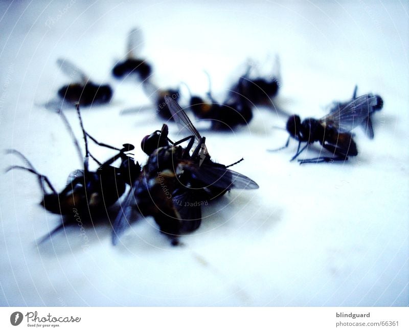 10 auf einen Streich Insekt schlagen Krematorium stabile seitenlage fliegen flogen Tod ein an der klatsche fliegenklatsche massensterben nervensägen böse