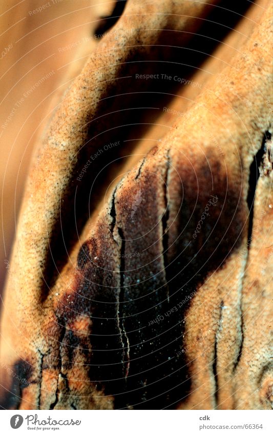 Faltenwurf ll | Baumrinde Natur Naturmaterial schön dunkel beige braun Unschärfe Haptik Oberfläche Oberflächenstruktur Leder samtig Schutzhülle labil geplatzt