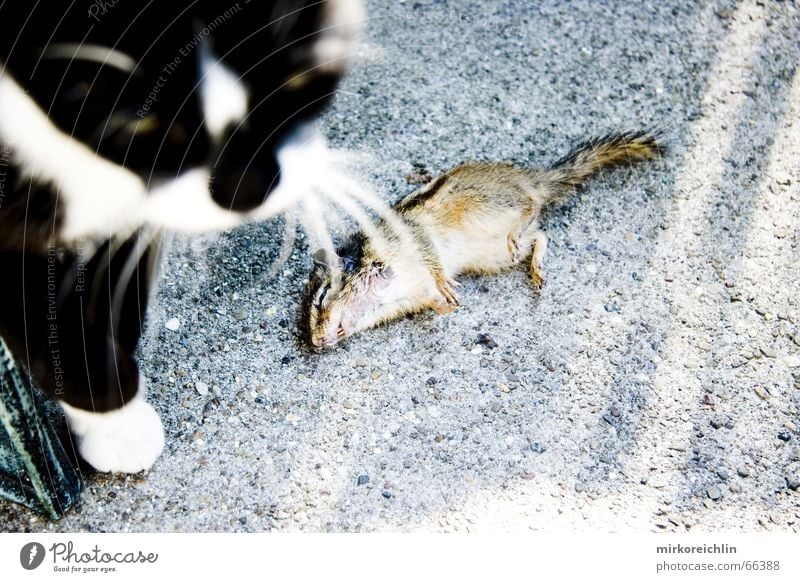 Mahlzeit 2 Katze Tier Fressen Ratte Streifen Angriff Pfote Schlacht anschaulich Unschärfe Appetit & Hunger Ernährung Maus cat Tod bigway kämpfen survival of the