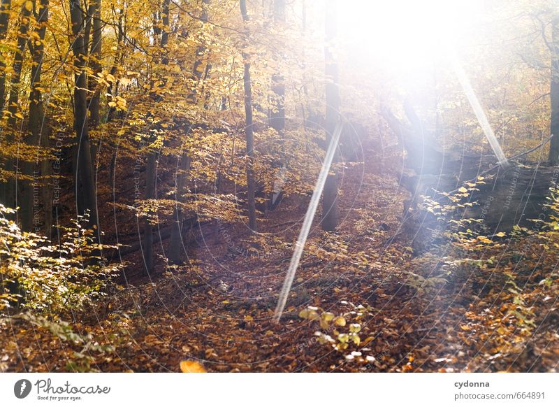 Sonniger Herbst Leben harmonisch Wohlgefühl Erholung ruhig Ausflug Freiheit Umwelt Natur Landschaft Sonnenlicht Schönes Wetter Baum Wald einzigartig erleben