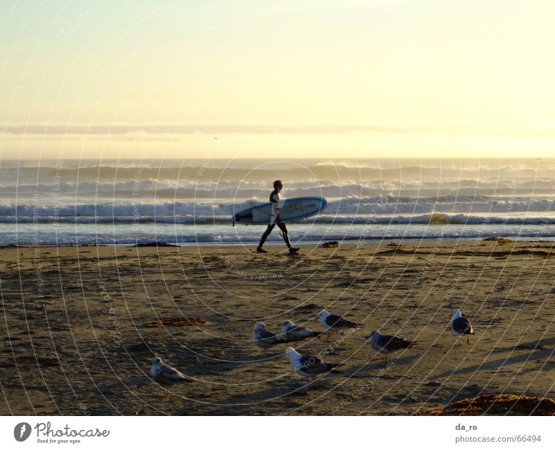 Surfer mit Abendstimmung Meer Strand Möwe Wassersport Abenddämmerung Sonnenuntergang Vogel Kalifornien Mann Surfbrett Sport