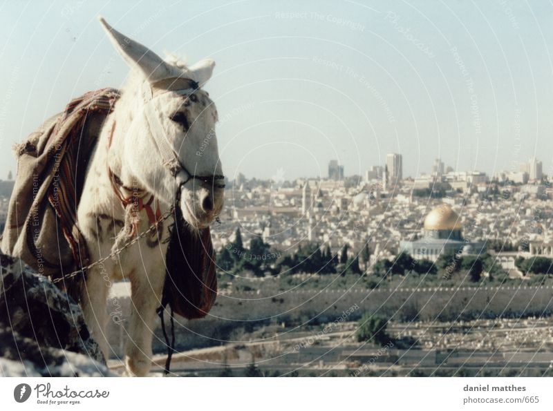 jerusalem Israel Jerusalem Stadt Esel Felsendom Tempelberg 1 weiß Menschenleer Außenaufnahme Farbfoto Moschee Islam heilig