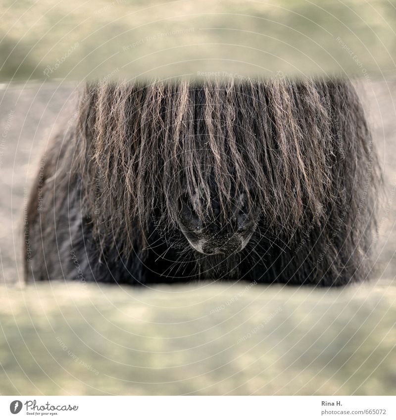 Kein Durchblick Tier Haustier Pferd 1 braun gefangen Pferch Pony Ponys Mähne Nüstern Gedeckte Farben Außenaufnahme Menschenleer Tierporträt Blick nach vorn