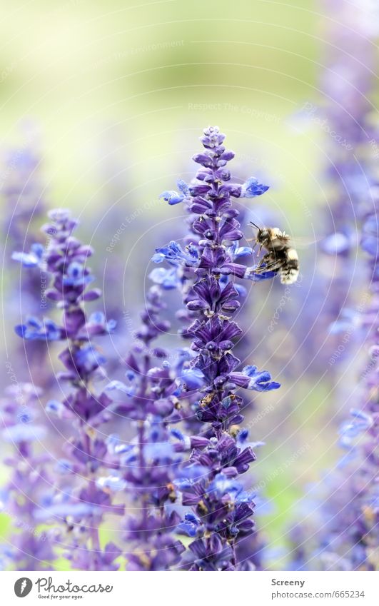 Andock-Sequenz Natur Pflanze Tier Sommer Blume Blüte Lavendel Garten Park Wiese Biene 1 fliegen grün violett Idylle Nektar Pollen Flügel Farbfoto mehrfarbig