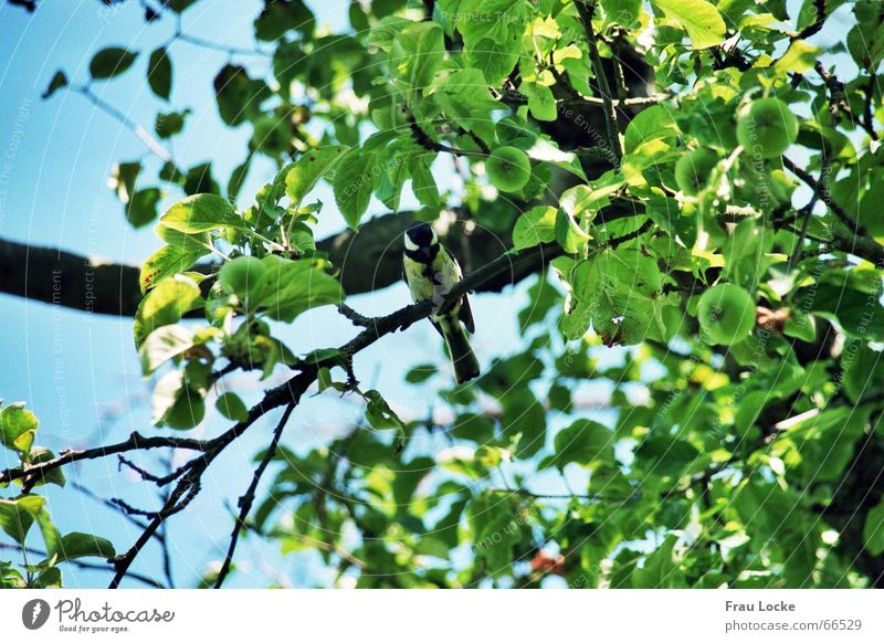 fröhliche Meise Meisen Sperlingsvögel Vogel Baum Sommer grün Blatt Wolken Gezwitscher tannenmeise (parus ater) standvogel kohlmeise (parus major)