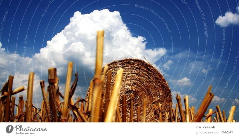 Himmel auf Erden Stroh Feld Weizen Gerste Wolken Ball Amerika Gastronomie Herbst Landwirtschaft Natur Ernte Strohballen