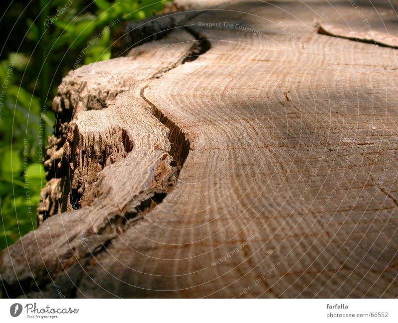 Auf dem Holzweg... Baumrinde braun grün Blatt Wald Baumstamm vielschichtig Schichtarbeit Wege & Pfade Strukturen & Formen