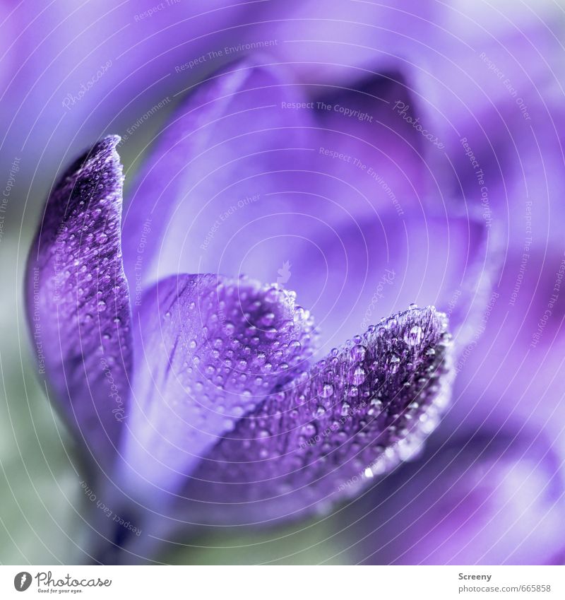 Dem Frühling entgegen... Natur Pflanze Blume Blüte Krokusse Wasser Blütenkelch ästhetisch Duft elegant frisch schön nass violett Optimismus Romantik ruhig Leben