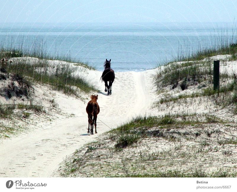 Wildpferde Farbfoto Außenaufnahme Tag Reiten Ferien & Urlaub & Reisen Ferne Freiheit Sommer Strand Meer Küste Tier Wildtier Pferd 2 Tierpaar Tierjunges