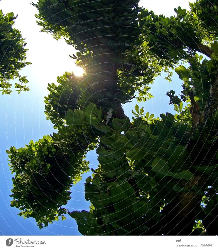 Im Biergarten nach oben schauen Baum grün Blatt Sommer Himmel blau Ast Zweig Sonne