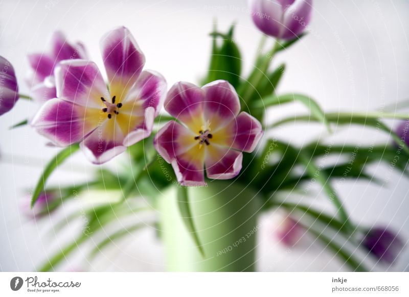 Tulpen Stil Häusliches Leben Dekoration & Verzierung Frühling Sommer Blume Blüte Tulpenblüte Blumenstrauß Stempel Vase Blumenvase Blühend Duft frisch schön grün