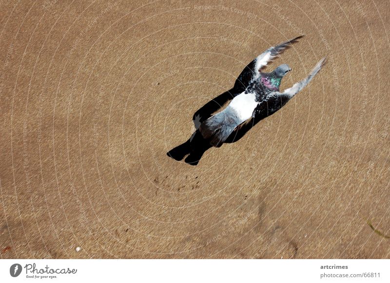 Auf der Flucht Vogel Taube Strand Momentaufnahme Kurzzeitbelichtung tieraufnahmen Dynamik