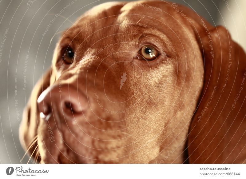 STUDIO TOUR | Treue Augen brünett kurzhaarig Tier Haustier Hund 1 beobachten Blick träumen glänzend nah braun Gefühle Vertrauen loyal Sympathie Tierliebe