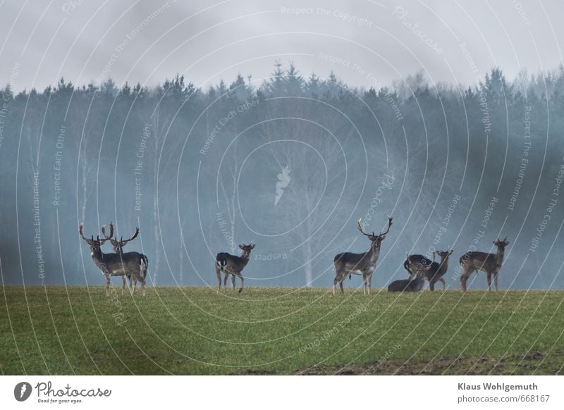 Damhirsche Junggesellenrudel auf einem Wintergetreidefeld, im Hintergrund die Bäume eines Waldes. Abenteuer Ferne Freiheit Horizont Frühling Feld Tier Wildtier