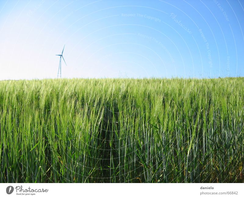 Energie grün Feld ruhig Reifezeit Sommer Windkraftanlage Himmel Natur Wissenschaften Energiewirtschaft Korn Sonne Wachstum sky sun calmness grain