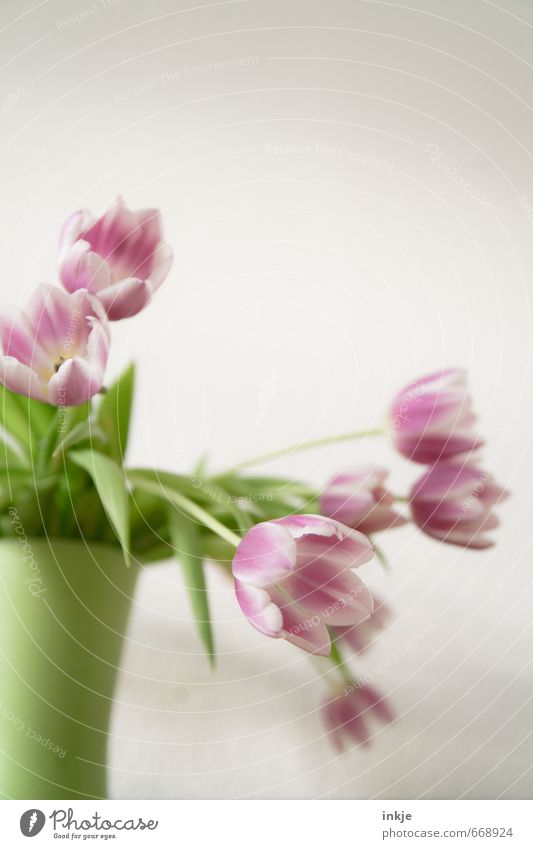 Tulpen Stil Häusliches Leben Dekoration & Verzierung Frühling Sommer Blume Blüte Tulpenblüte Blumenstrauß Vase Blumenvase Blühend frisch hell schön grün rosa