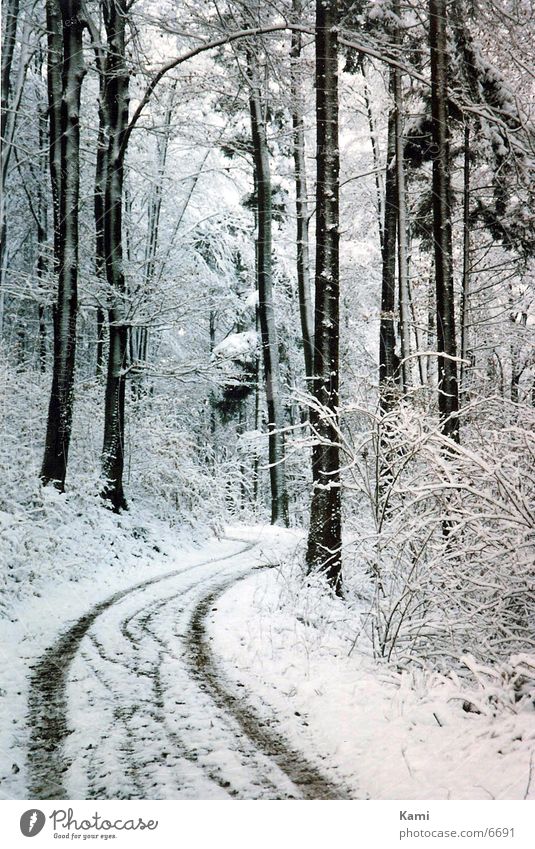 Wald Weg Winter Baum Wege & Pfade Schnee