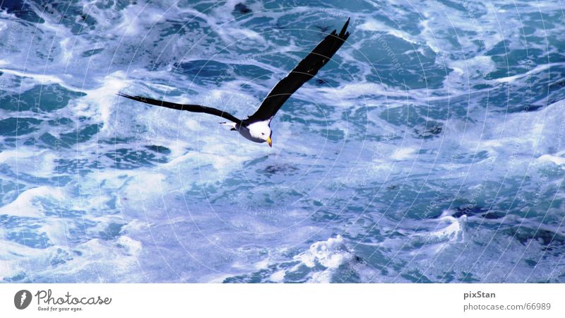 seagull Meer Schaum weiß Flügel Vogel Brandung möve seemöve Lachmöwe Wasser fliegen blau Luftverkehr water blue ocean bird