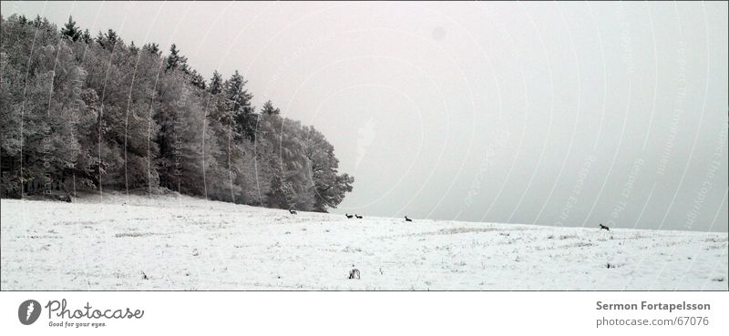 endlich kälte Wald Feld Winter Nebel Raureif Reh kalt November Vogtlandkreis Natur Morgen lanschaft Frost Schnee
