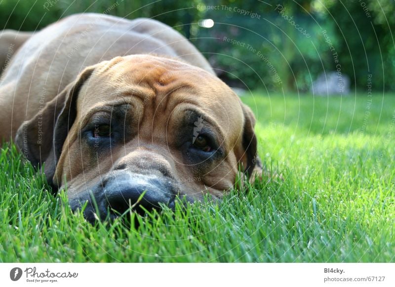 Endlich Ruhe! Gras Hund braun grün Dogge Schnauze fila brasilero Dogo Argentino Blick ruhig Hundeblick Hautfalten Hängeohr Farbfoto Außenaufnahme