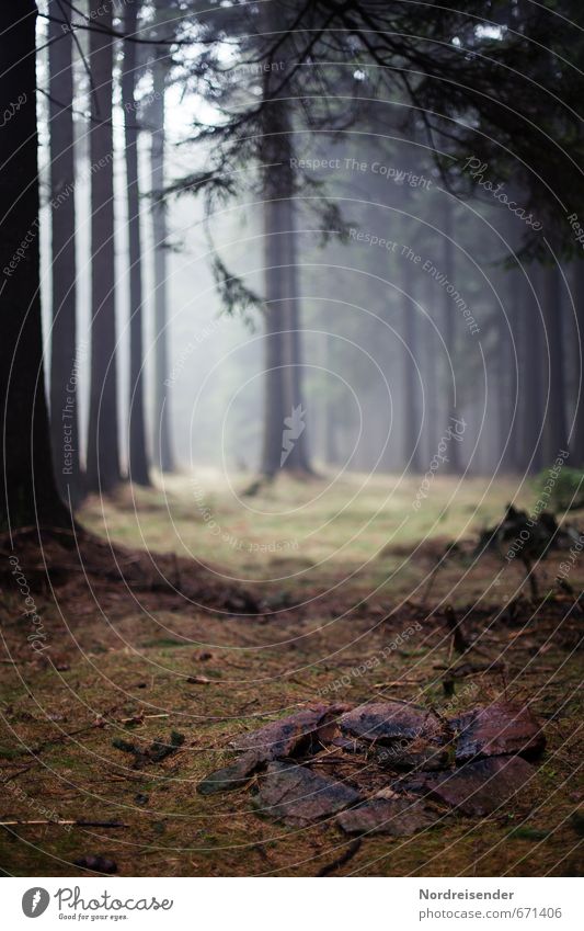 Feuerstelle Ausflug wandern Natur Landschaft Pflanze Nebel Baum Wald Wege & Pfade dunkel ruhig Einsamkeit stagnierend Stimmung Waldlichtung Hochwald Märchenwald