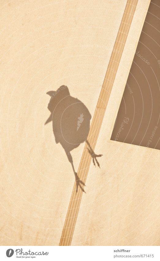Einzelgänger | Schattendasein Tier Wildtier Vogel Krallen 1 Traurigkeit Einsamkeit einzeln Schnabel Krähe Rabenvögel Zelt Dach Schattenspiel Schattenseite