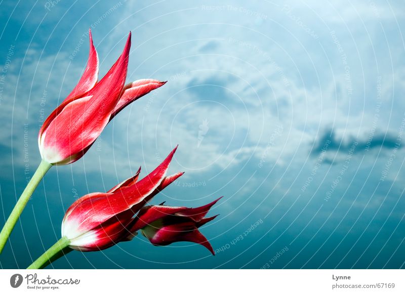 hoch hinaus Tulpe rot weiß grün Wolken Blume dunkel Himmel blau Natur hell Gewitter mehrfarbig