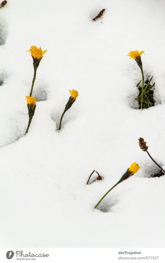 Der Durchbruch Umwelt Natur Landschaft Pflanze Urelemente Sommer Winter Klima Klimawandel schlechtes Wetter Eis Frost Schnee Blume Grünpflanze Alpen