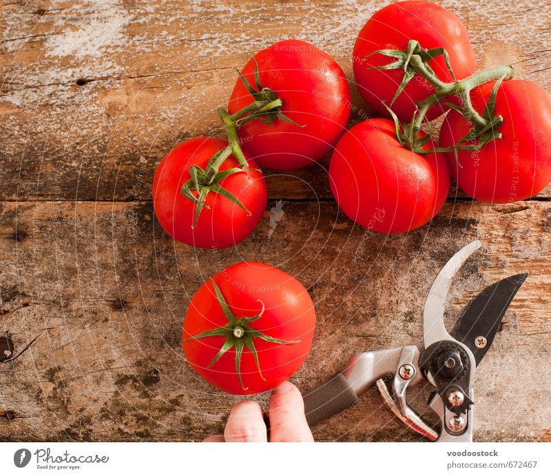 Frisch geerntete reife rote Traubentomaten Lebensmittel Gemüse Vegetarische Ernährung Gesunde Ernährung Gartenarbeit Schere Finger Holz Wachstum frisch