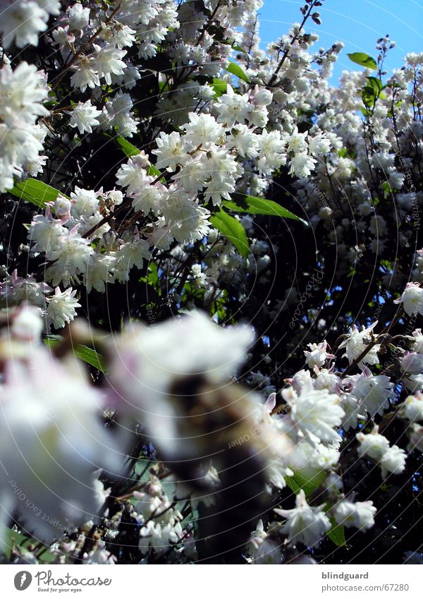 Blütenmeer Biene Unschärfe Frühling weiß grün Blütenblatt austreiben Vordergrund aufwachen Freizeit & Hobby Lebensfreude Mai scharfe biene wär mir lieber Himmel