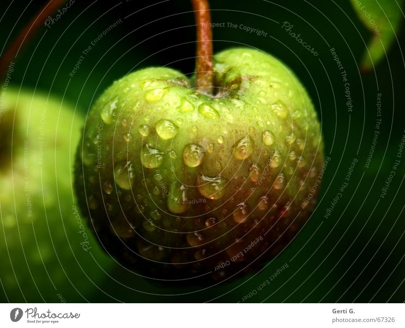 ____knusperknabberknackischfrische Äpfelchen____ lecker fruchtig Wassertropfen hydrophob Apfelbaum dunkel knackig Ernährung Gartenobst grün hängen lassen Frucht